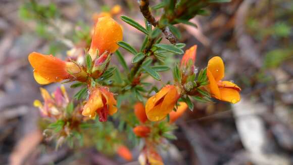 Image of Pultenaea tuberculata