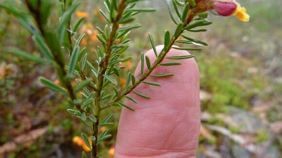 Image of Pultenaea tuberculata