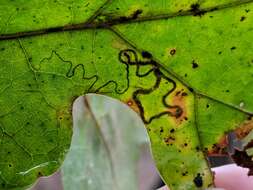 Image of Stigmella quercipulchella (Chambers ex Hayden 1882) Wilkinson et al. 1979