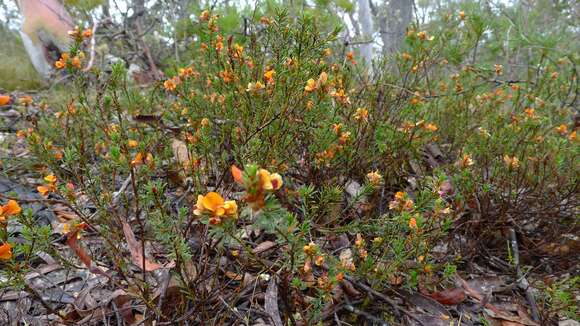 Image of Pultenaea tuberculata