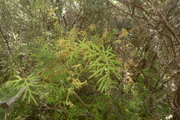 Image of Pseudodiphasium volubile (G. Forst.) Holub