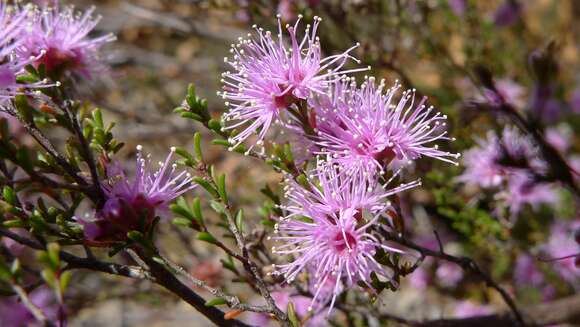 Image of Kunzea parvifolia Schau.