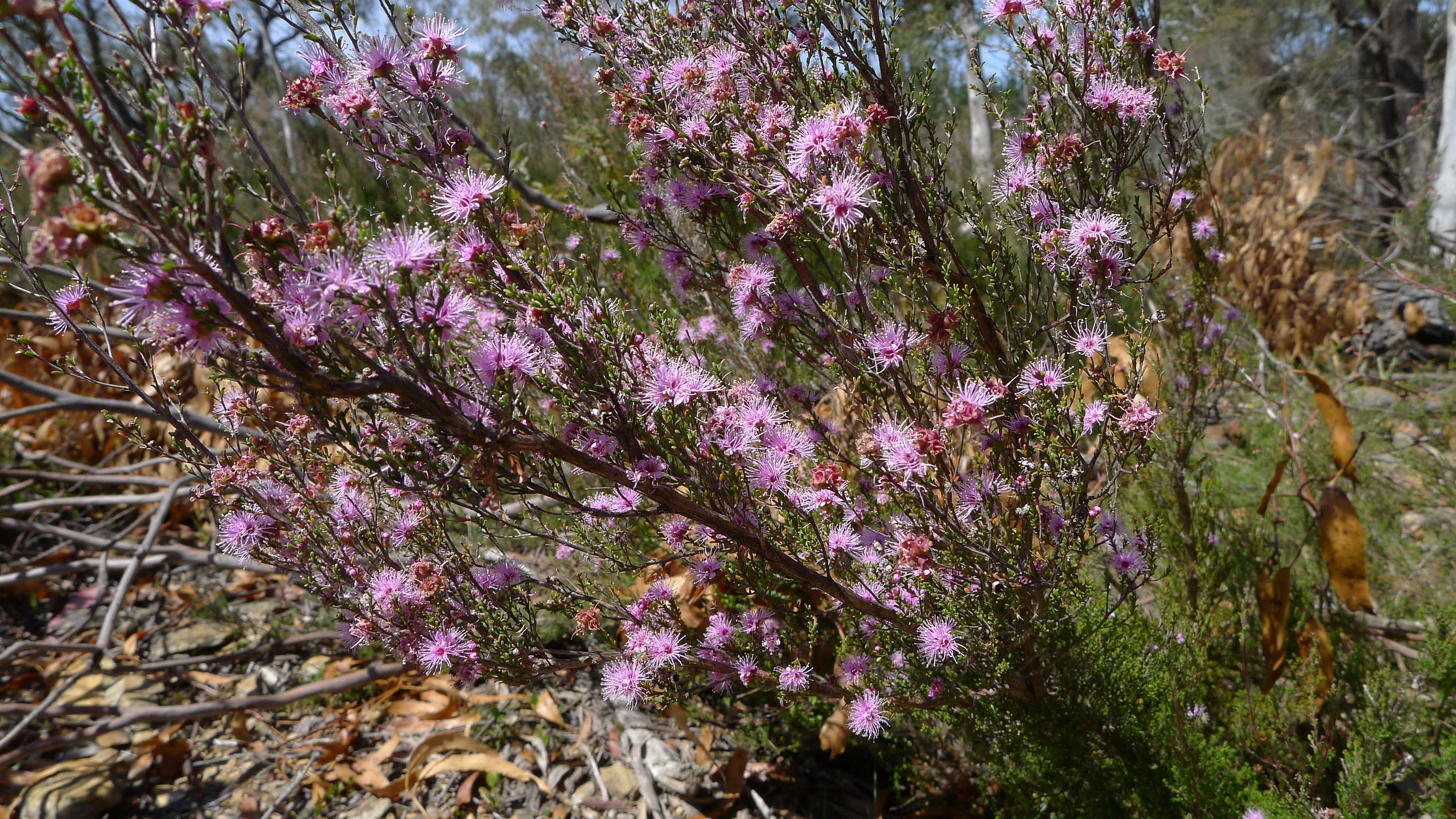 Image of Kunzea parvifolia Schau.