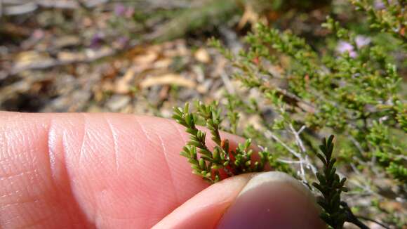 Image of Kunzea parvifolia Schau.