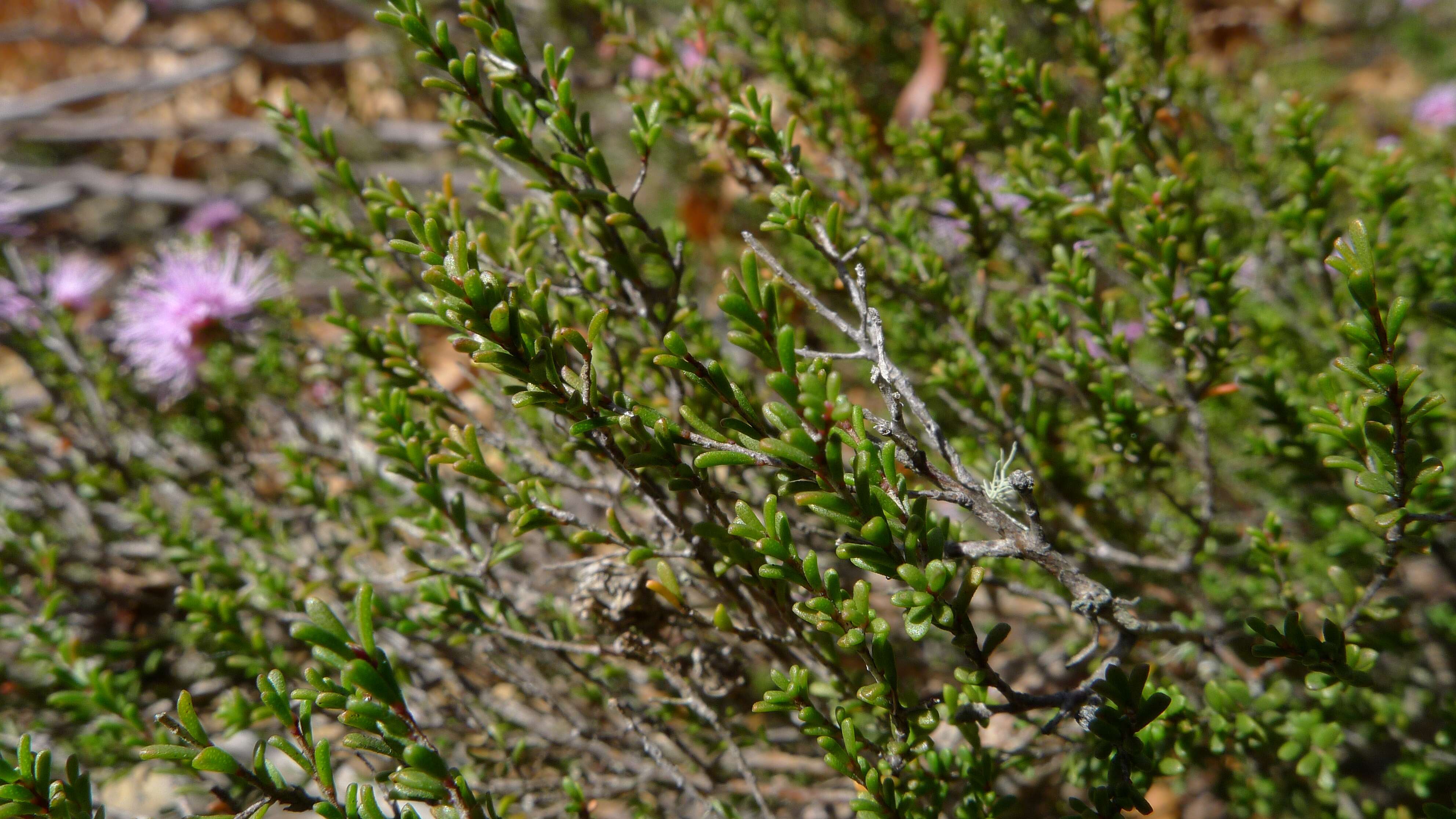 Image of Kunzea parvifolia Schau.