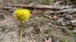 Image of Chrysocephalum apiculatum (Labill.) Steetz