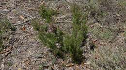 Image of Kunzea parvifolia Schau.