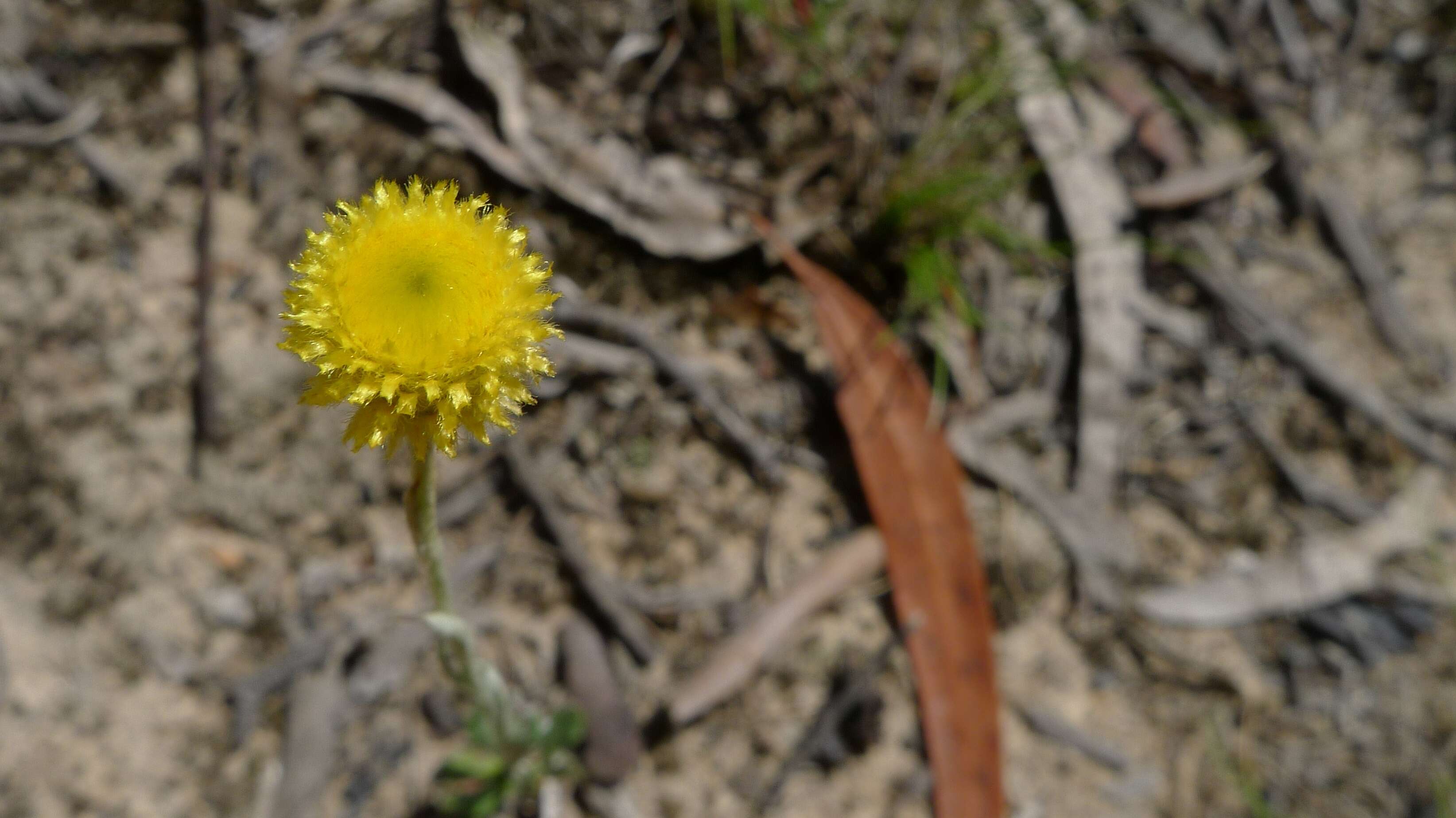 Image of Chrysocephalum apiculatum (Labill.) Steetz