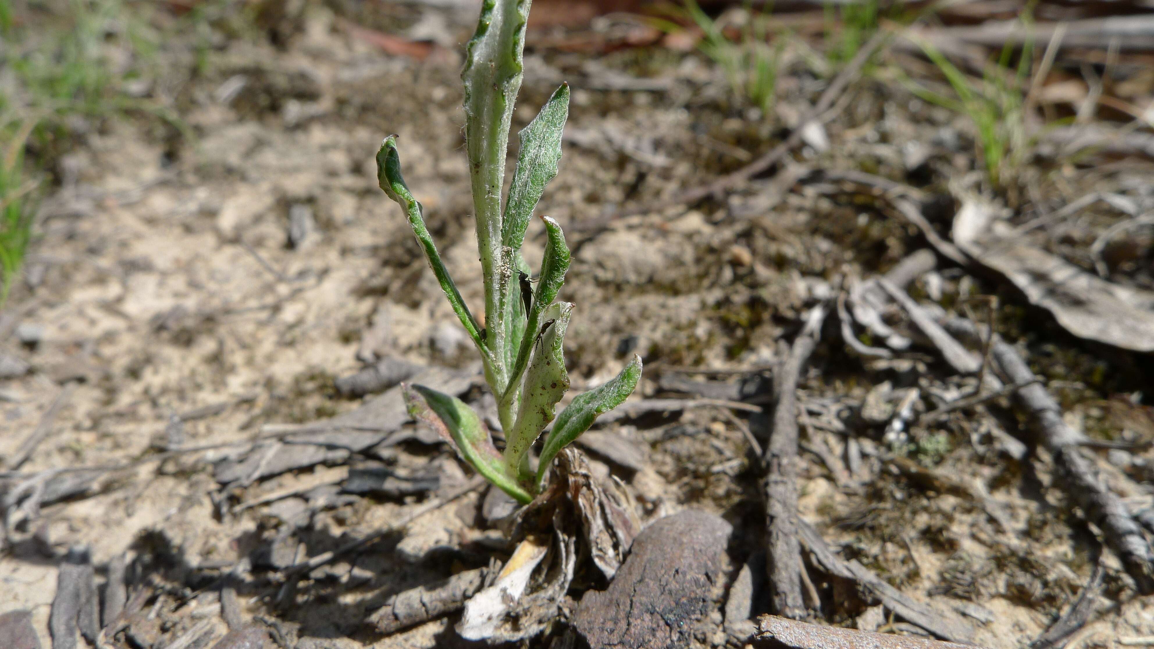 Image of Chrysocephalum apiculatum (Labill.) Steetz