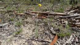 Image of Chrysocephalum apiculatum (Labill.) Steetz