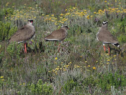 Image of Vanellus coronatus coronatus (Boddaert 1783)