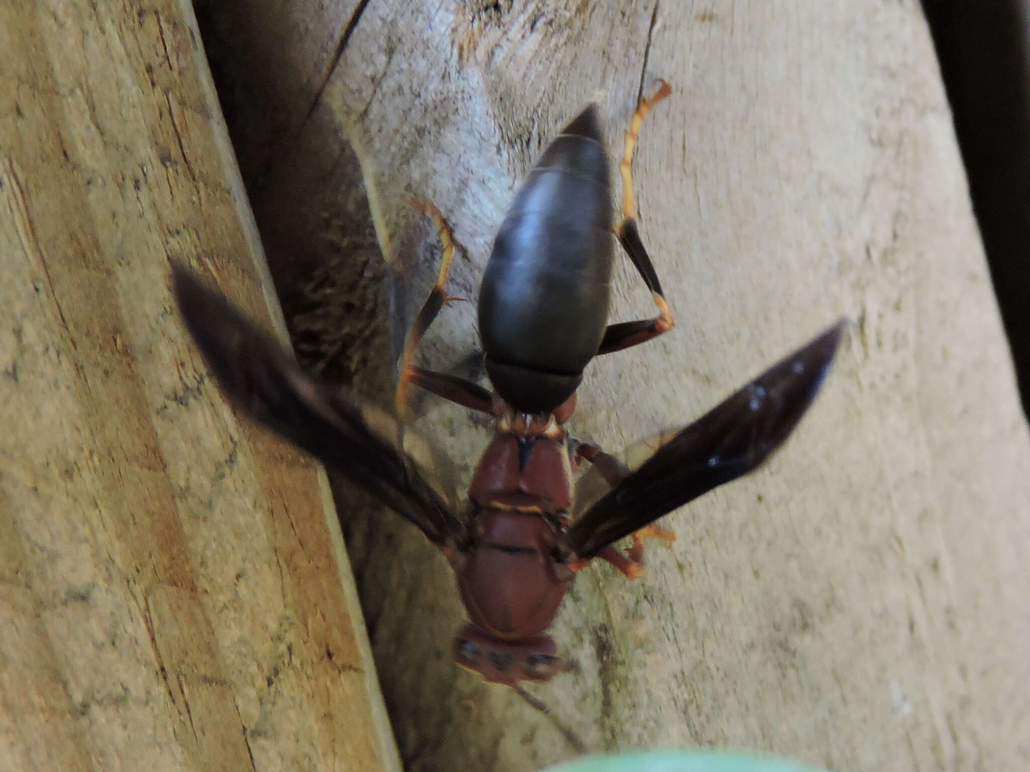 Image of Polistes metricus Say 1831