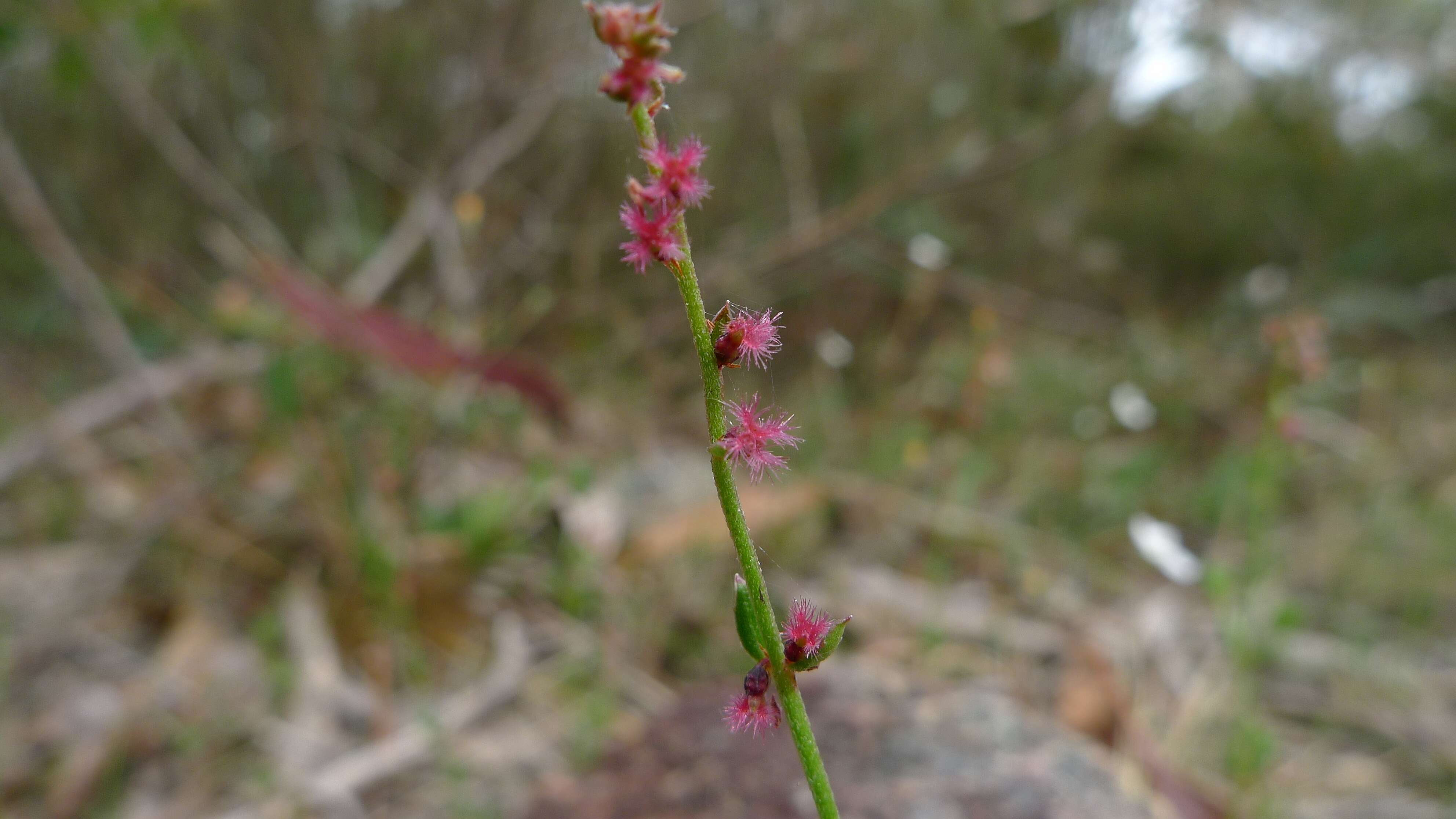 Image of Gonocarpus tetragynus Labill.