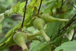 Image of Corylus sieboldiana var. mandshurica (Maxim.) C. K. Schneid.