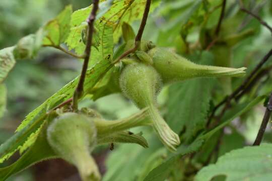 Image of Corylus sieboldiana Blume