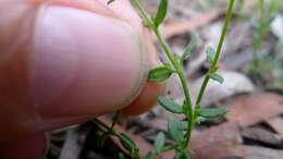 Image of Gonocarpus tetragynus Labill.