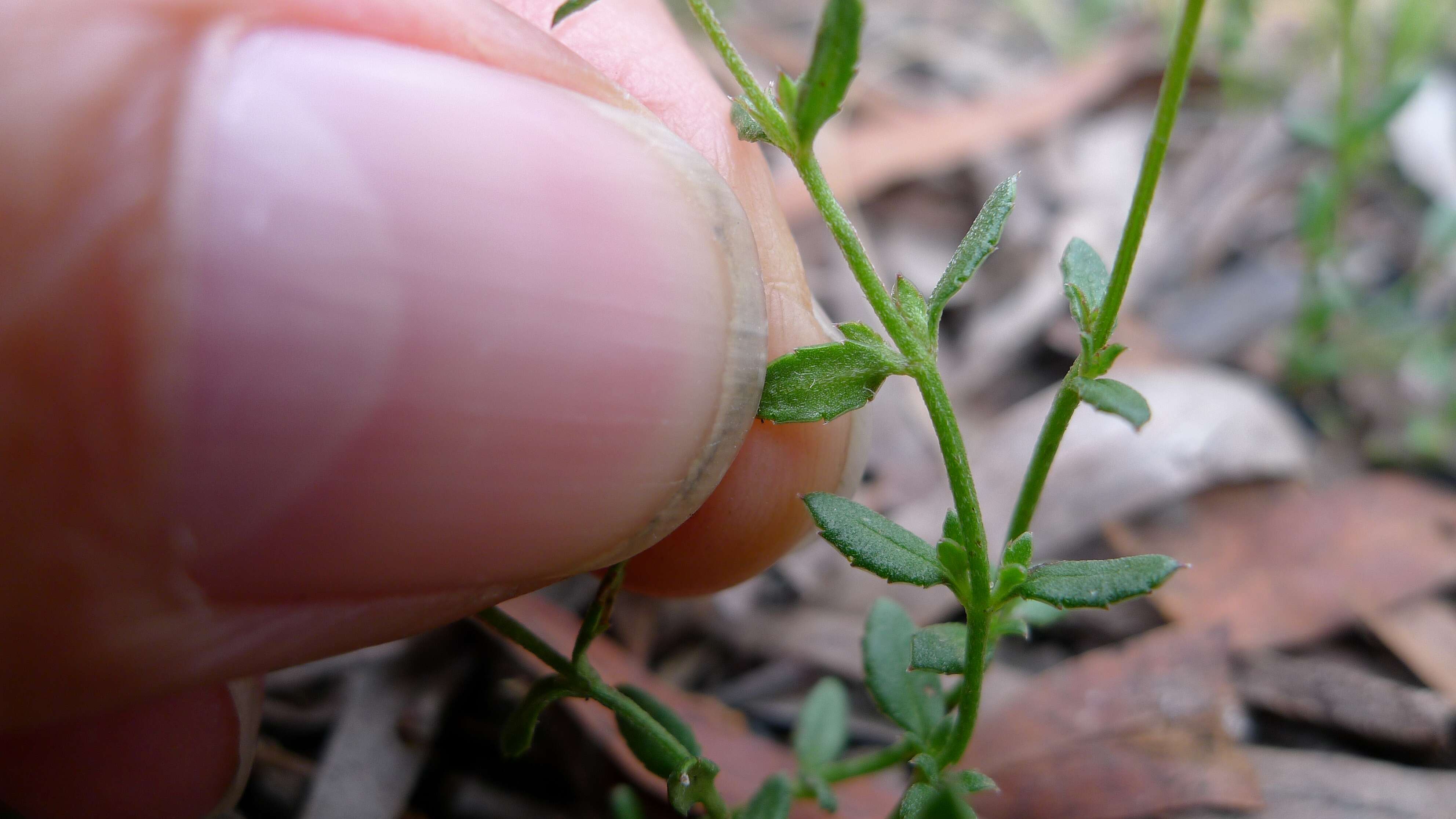 Image of Gonocarpus tetragynus Labill.