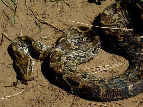 Image of Southern African Python