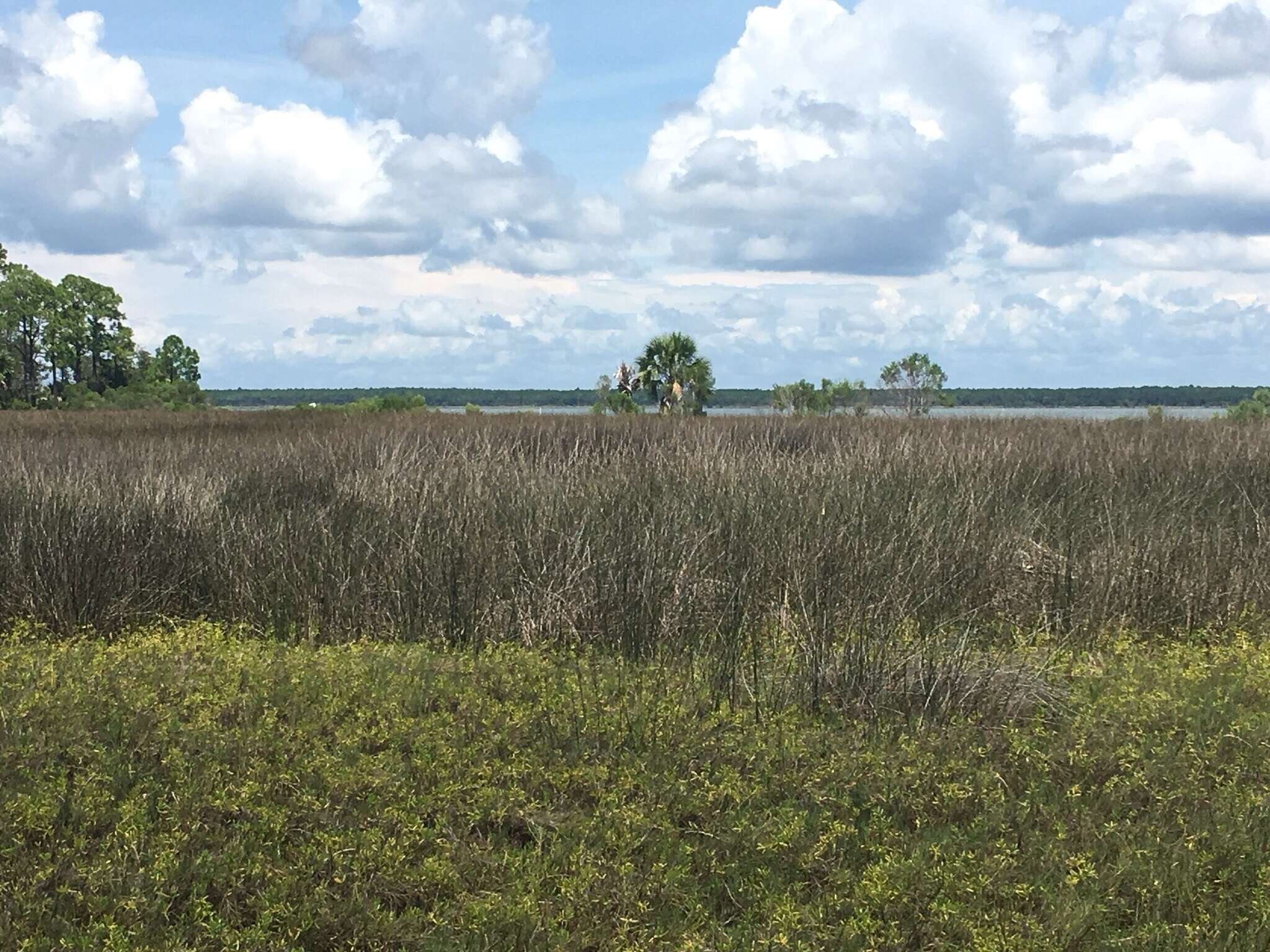 Image of needlegrass rush