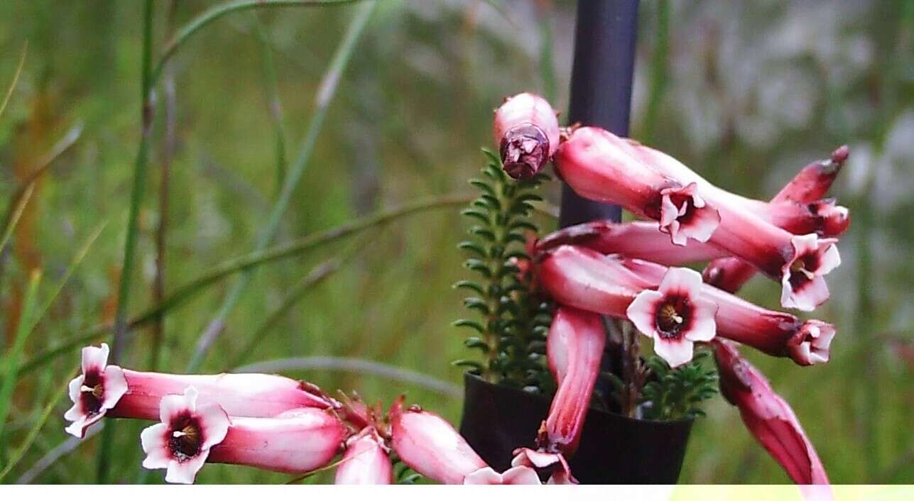 Image of Erica aristata Andr.