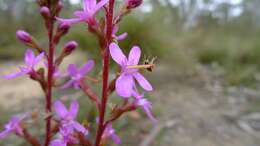 Image de Stylidium graminifolium Sw. ex Willd.