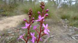 Image de Stylidium graminifolium Sw. ex Willd.