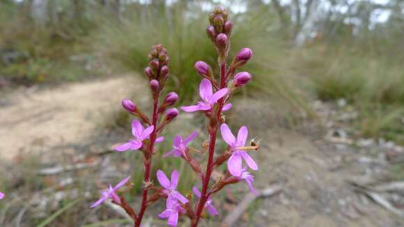 Image de Stylidium graminifolium Sw. ex Willd.