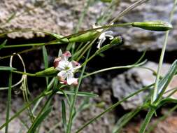 Image of Silene saxifraga L.