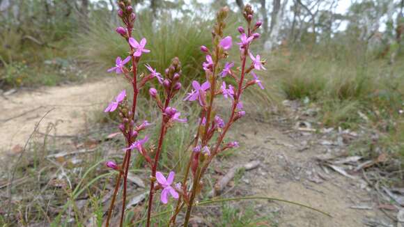 Image de Stylidium graminifolium Sw. ex Willd.