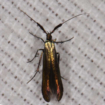 Image of Coleophora mayrella