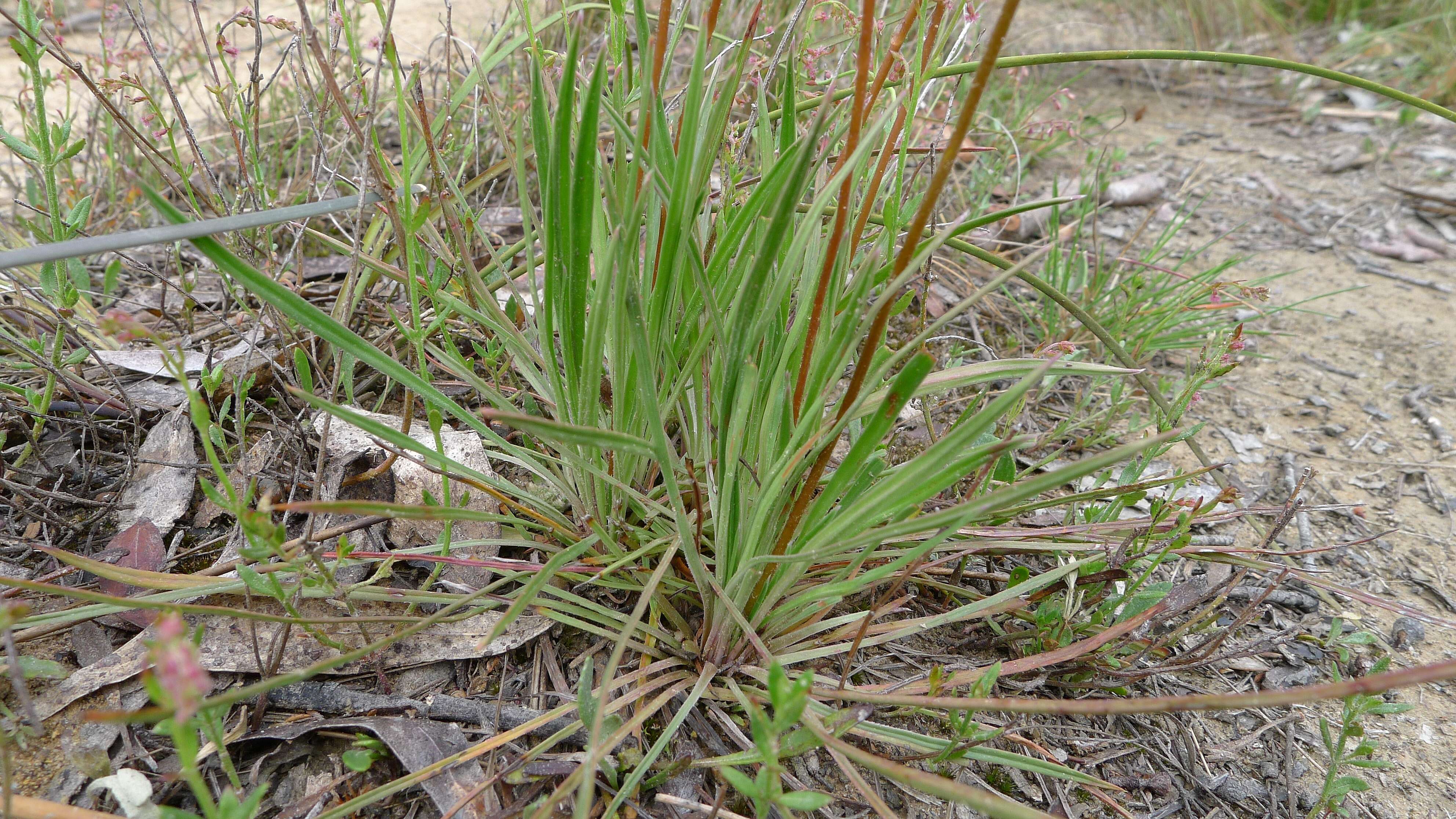 Image de Stylidium graminifolium Sw. ex Willd.