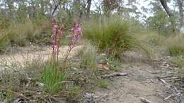 Image de Stylidium graminifolium Sw. ex Willd.