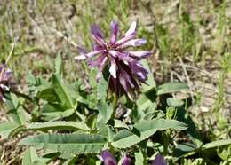 Sivun Trifolium beckwithii S. Watson kuva