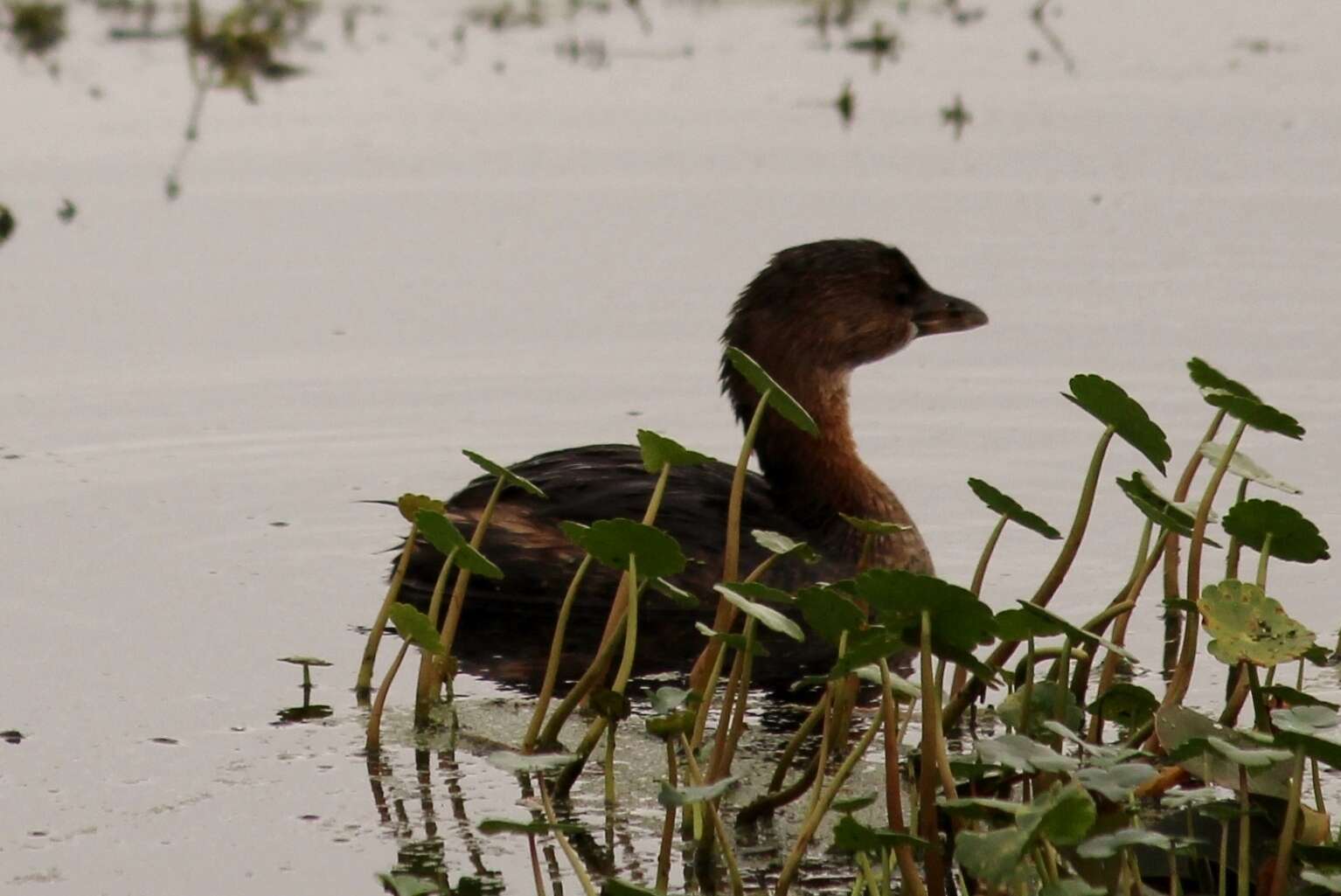 Image of Pied-billed Grebe