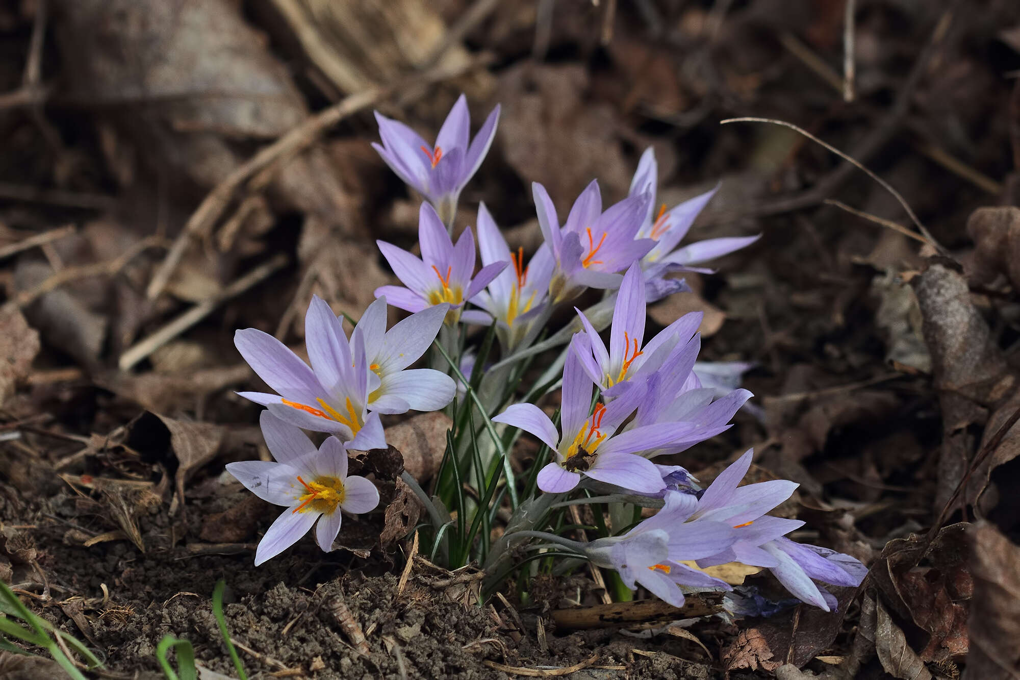 Image of Crocus adanensis T. Baytop & B. Mathew