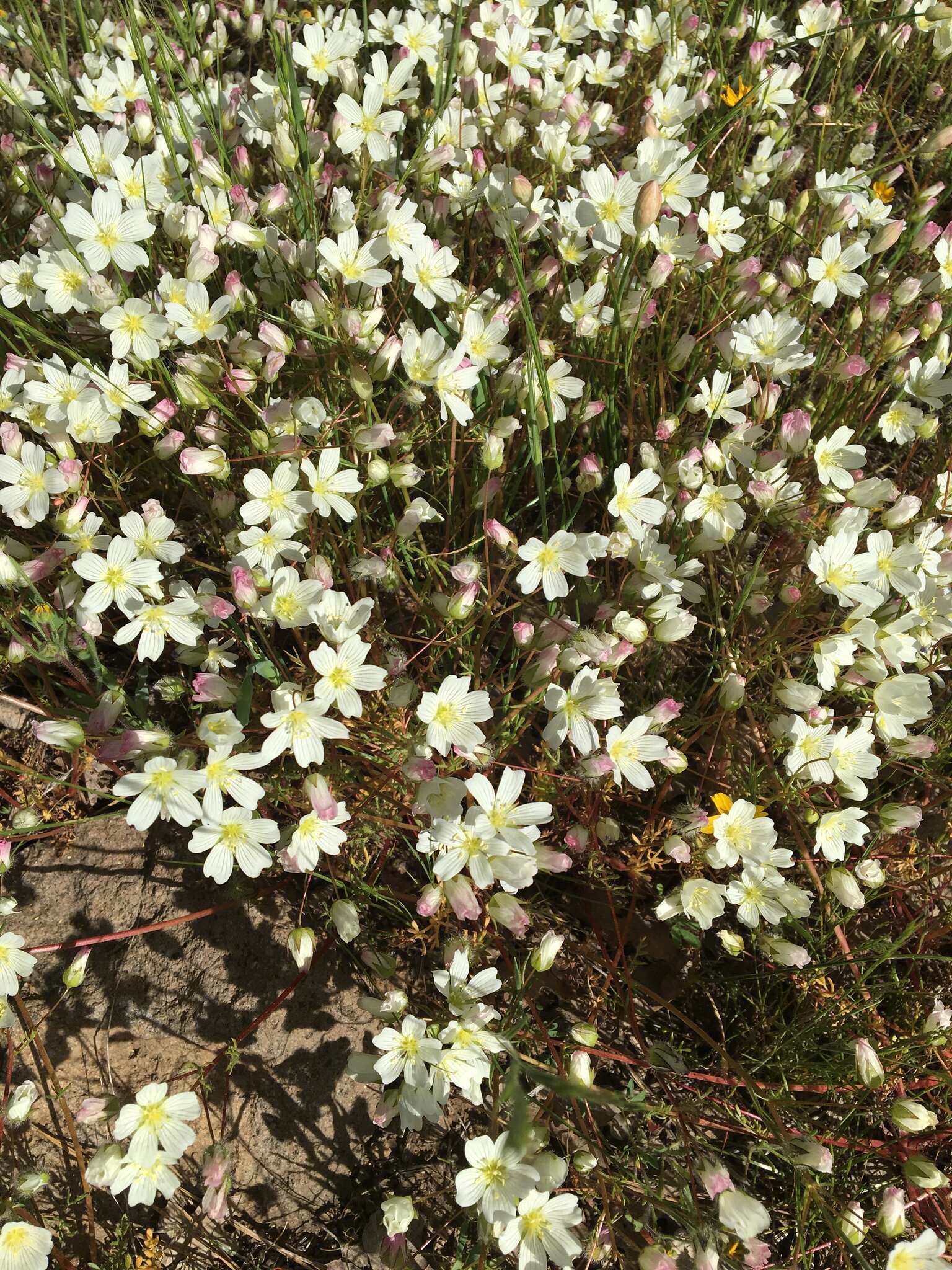 Image of white meadowfoam