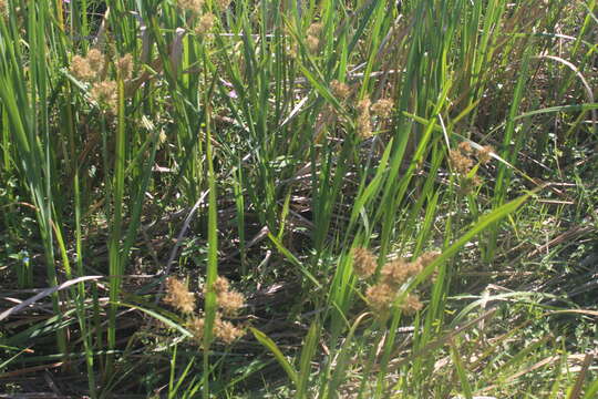 Imagem de Cyperus latifolius Poir.