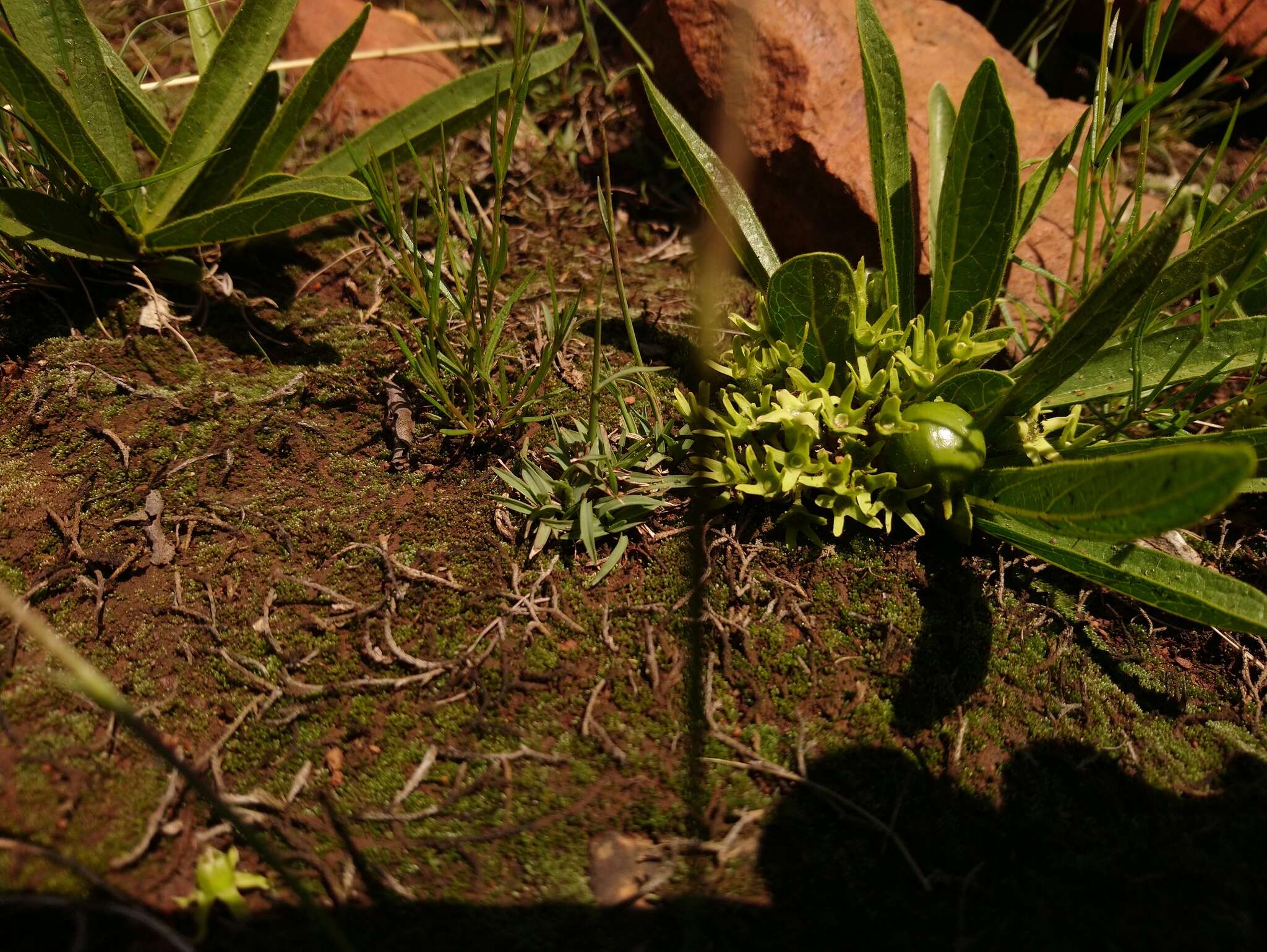 Image of Dwarf medlar