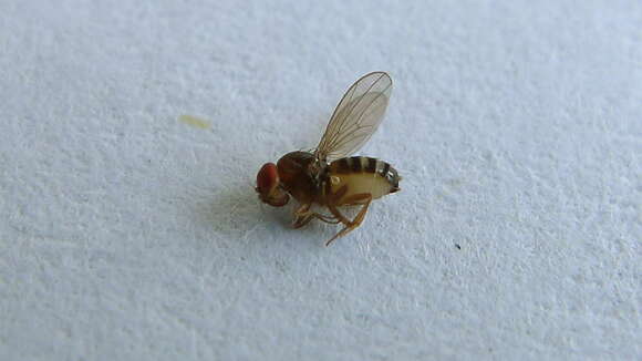 Image of vinegar flies