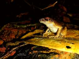 Image of Gracile Litter Frog