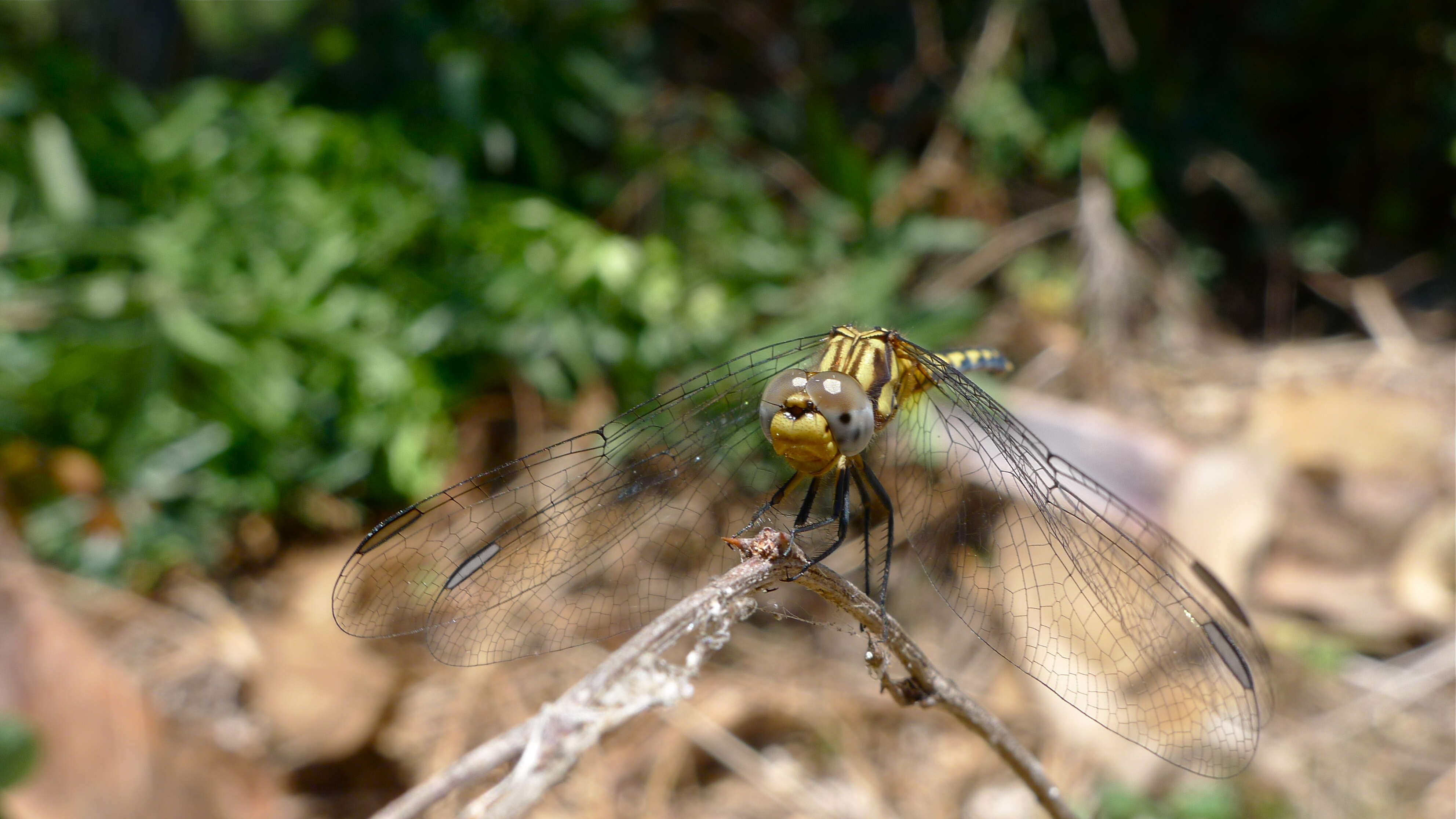 Image of Black Percher