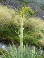 Image of Aciphylla scott-thomsonii Cockayne & Allan