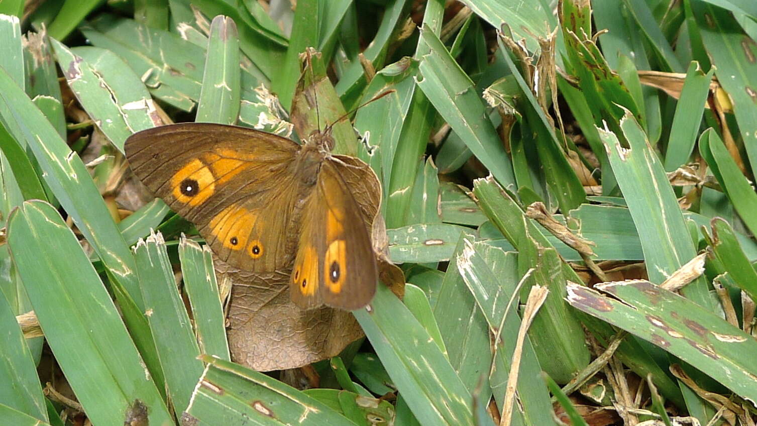 Image of Heteropsis narcissus