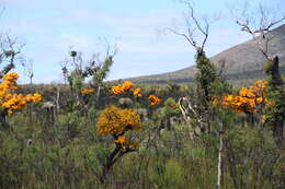 Plancia ëd Nuytsia floribunda (Labill.) R. Br.