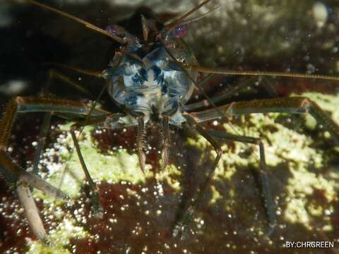 Image of cinnamon river shrimp