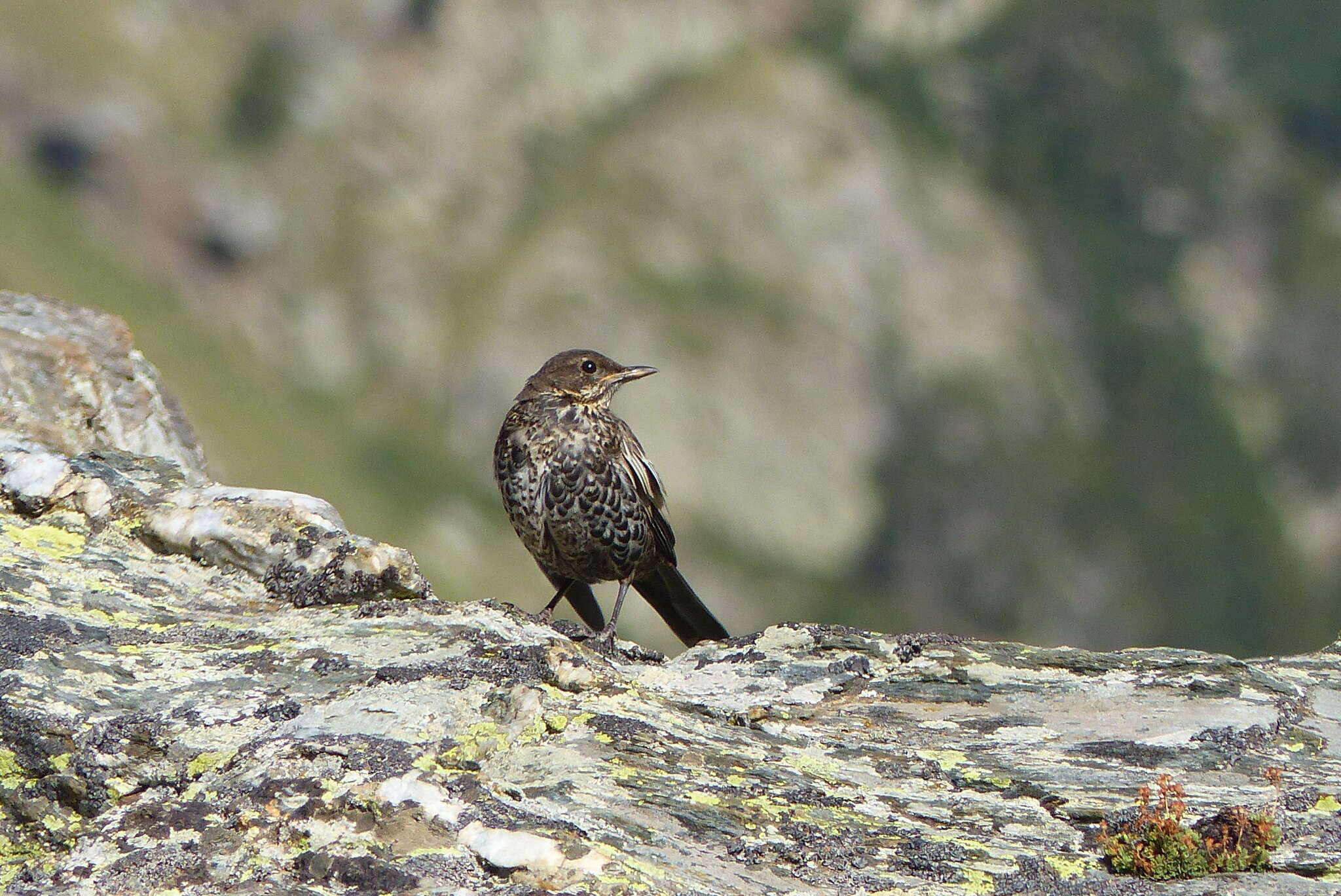 Image of Ring Ouzel