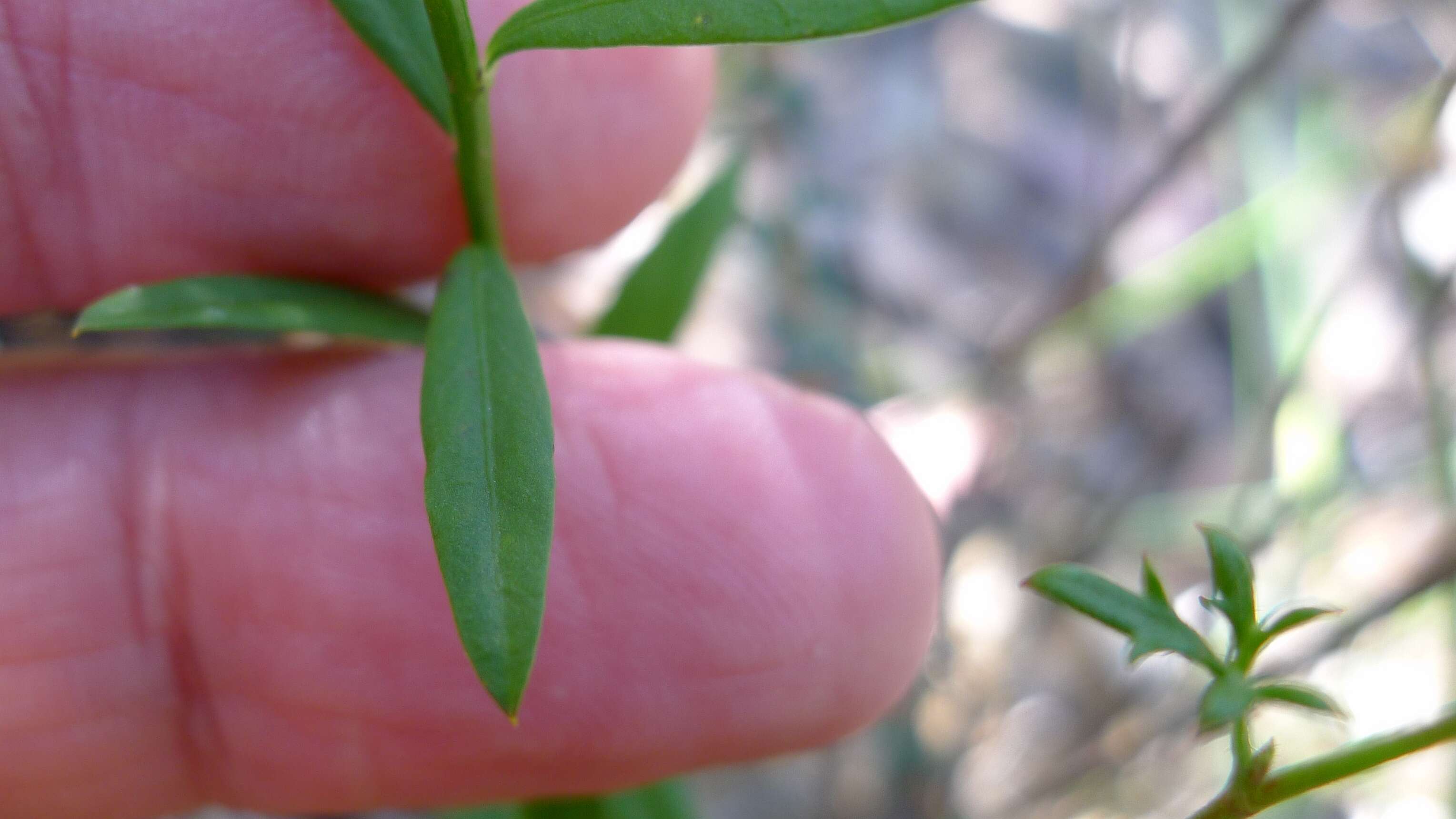 Sivun Hybanthus vernonii (F. Müll.) F. Müll. kuva