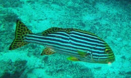 Image of Indian Ocean oriental sweetlips