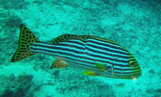 Image of Indian Ocean oriental sweetlips