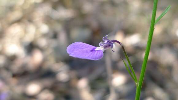 Image of Hybanthus vernonii (F. Müll.) F. Müll.